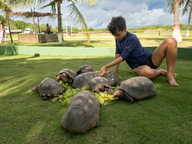 a boy and turtles eating grass